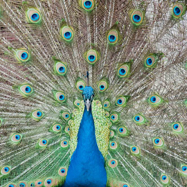 Portugal 15 - Photograph print framed 27.9 cm X 35.6 cm (11" X 14")